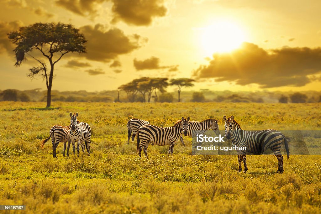 Zebra - Foto stock royalty-free di Zebra