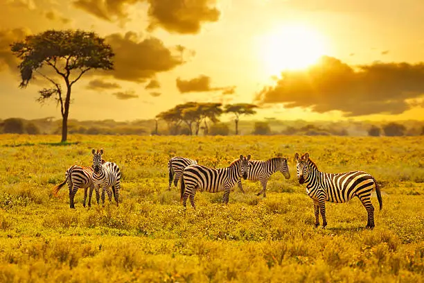 Zebra in sunset.