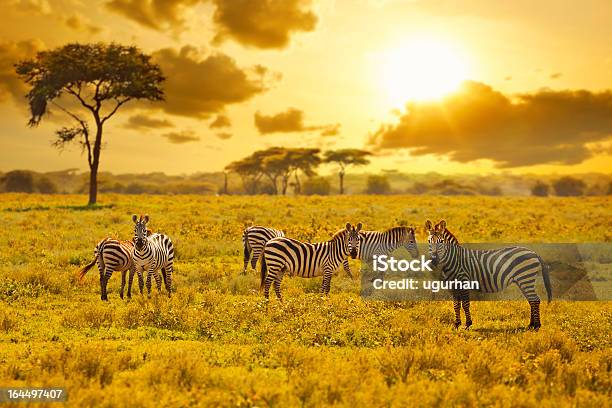 Zebra - Fotografias de stock e mais imagens de Zebra - Zebra, África, Pôr-do-sol