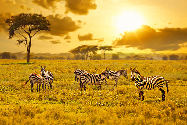 зебра - masai mara national reserve sunset africa horizon over land стоковые фото и изображения