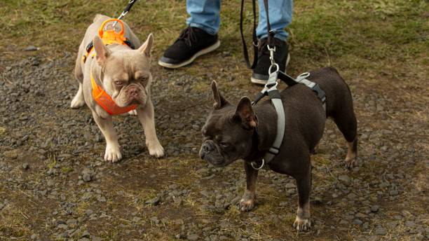 istock Two French Bulldogs. 1644984760