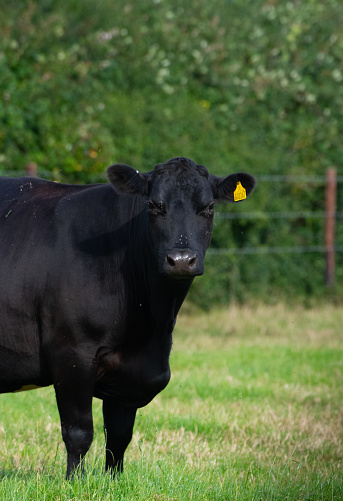 black cow staring at camera