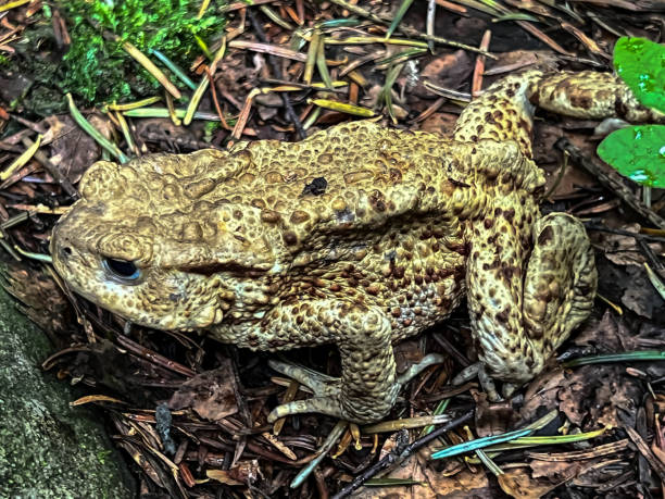 istock Aga toad in the forest in the mountain area during the rain 1645001127