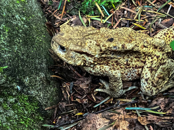 istock Aga toad in the forest in the mountain area during the rain 1645002379