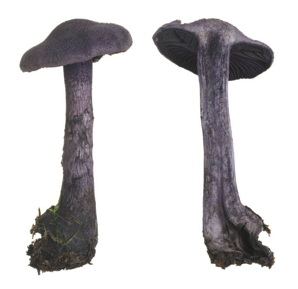 흰색 배경에 분리된 cortinarius harcynicus 버섯 - 끈적버섯과 뉴스 사진 이미지