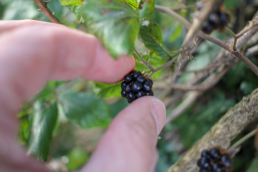 delicious blackberrie between my fingers before picking it