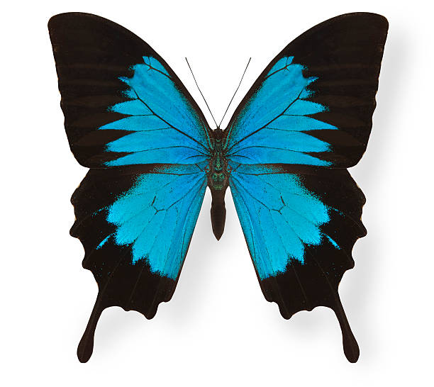 ベルヴェデールウォッカバタフライ papilio 白で分離 - butterfly monarch butterfly isolated flying ストックフォトと画像