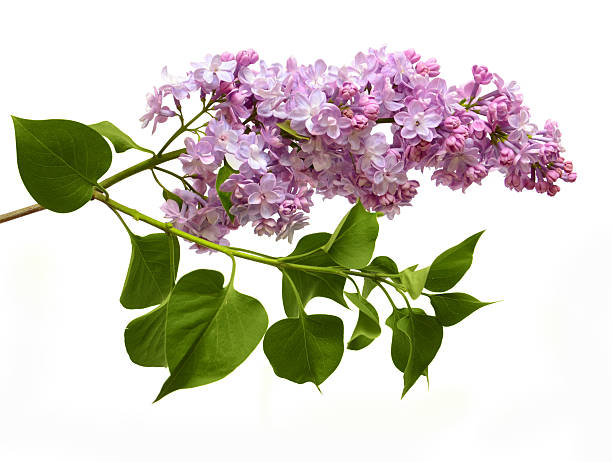 istock branch of a lilac with leaves 164504217