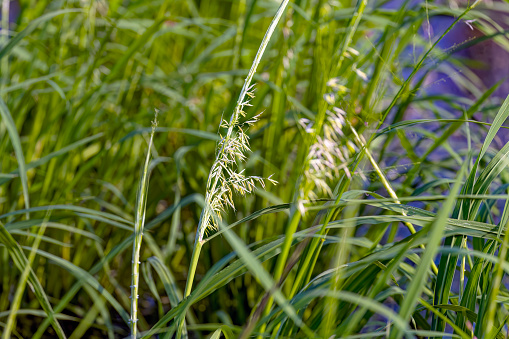 green weeds in close-up, green grass in sunny weather in the field