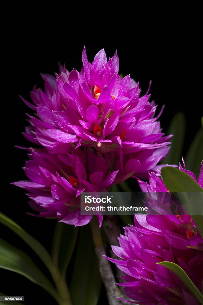 Espèces-orchidées Dendrobium Bracteosum rose - Photo de Dendrobium libre de droits