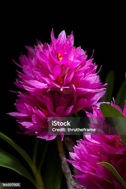 オーキッド種デンドロビウム Bracteosum ピンク - がくのストックフォトや画像を多数ご用意 - がく, アウトフォーカス, デンドロビウム