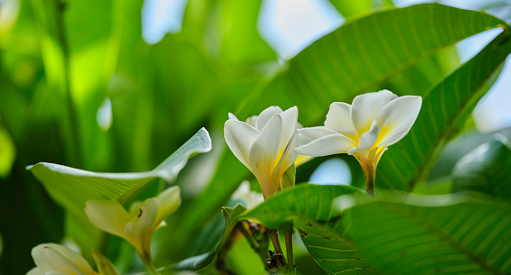 A photo of beautiful Hawaiian flowers on a sunny day