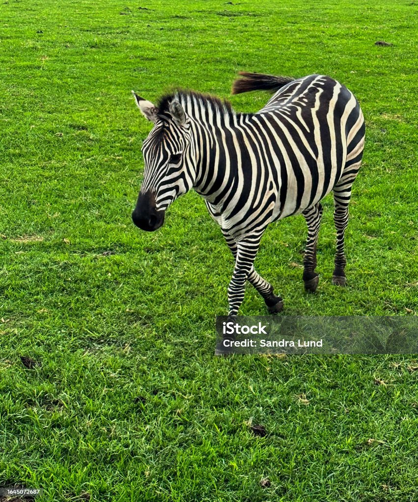 Beautiful Black And White Striped Zebra At Petting Zoo Stock Photo ...