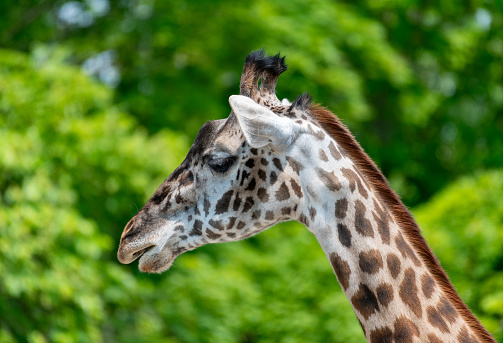 Close up of a giraffe green background