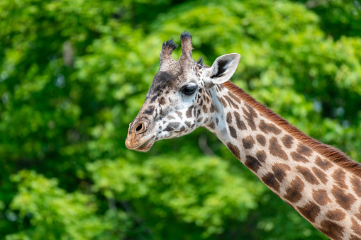 Close up of a giraffe green background