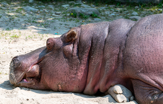 Close up of a hippo face laying down