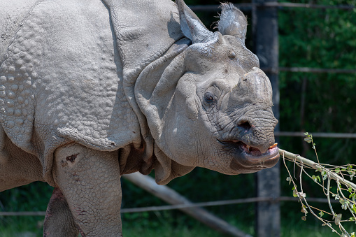 Close up of a rhino with a tree branch