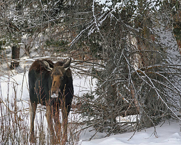 istock Cow Moose in Swamp 164508214