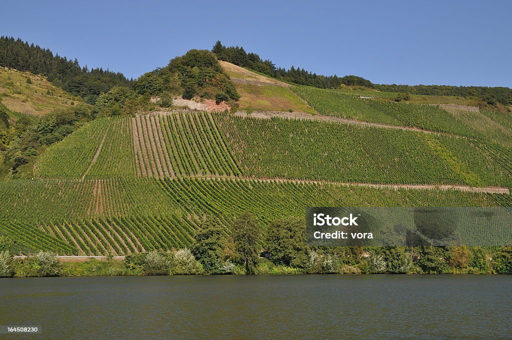 Vineyard am Moselle, Deutschland - Lizenzfrei Fluss Stock-Foto