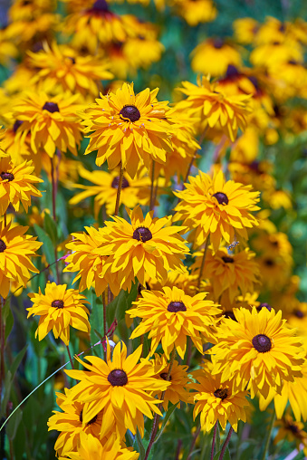 Yellow coneflower black-eyed Susans.  Yellow and orange with brown center black-eyed susan flowers growing wild, autumn,  landscape