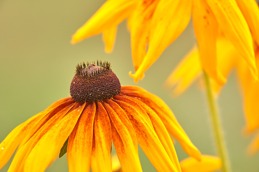 Yellow coneflower black-eyed Susans.  Yellow and orange with brown center black-eyed susan flowers growing wild, autumn,  landscape