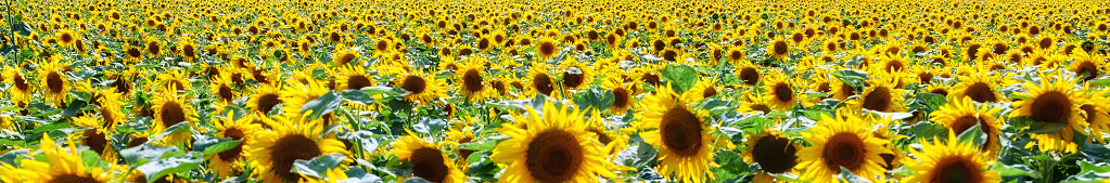 Sunflowers on a sunny day