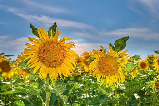 A field filled with sunflowers all lined up in a row. Under a sunny, blue and white sky.
