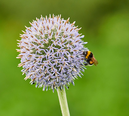 echinops plant with a flower of an unusual round shape and large leaves with veins