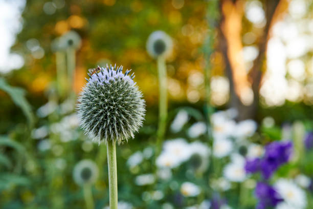 grande cardo globo - echinops spaerocephalus foto e immagini stock