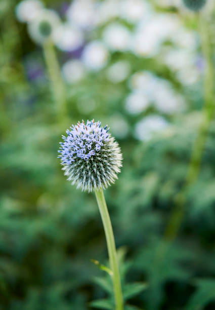 grande cardo globo - echinops spaerocephalus foto e immagini stock