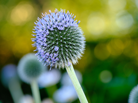 Blossom of Great globe-thistle or Echinops sphaerocephalus close-up selective focus shallow DOF.