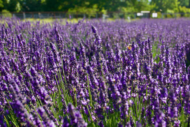 istock Fresh lavender crop growing in a sunny field 1645096126