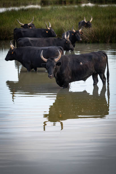 istock Landscape with bulls in Camargue 1645098684