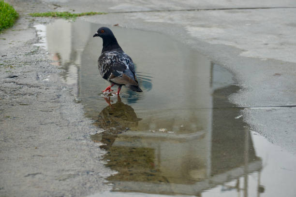 istock Pigeon wading in the rain puddle 1645099231