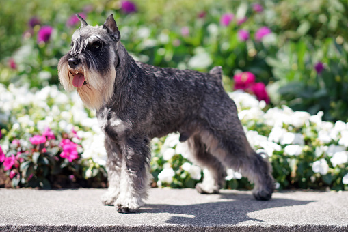 Cute salt and pepper Miniature Schnauzer dog with cropped ears and a docked tail posing outdoors standing on a stone floor near a flowerbed with blooming flowers in summer