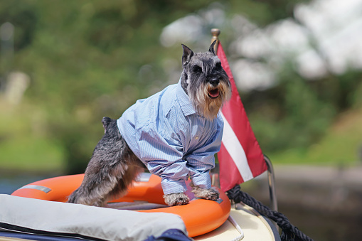 Funny salt and pepper Miniature Schnauzer dog with cropped ears and a docked tail posing outdoors wearing a light blue shirt standing on an orange lifebuoy placed on a stern of a small boat in summer