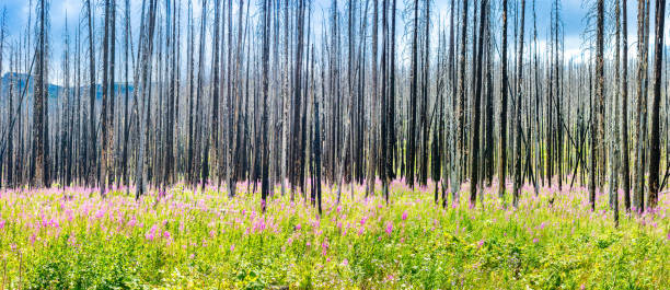 Panoramic view of pink flowering rosebay willowherbs fireweed stock photo