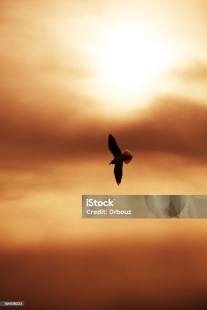 Möwe auf den Sonnenuntergang - Lizenzfrei Abenddämmerung Stock-Foto