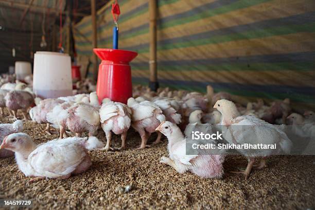 Granja De Pollo Foto de stock y más banco de imágenes de Gallina - Ave de corral - Gallina - Ave de corral, Granja, Comer