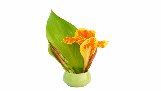 Canna flower blossom blooming and green leaf isolated on white background for stock photo or advertising design. houseplant, spring, pattern