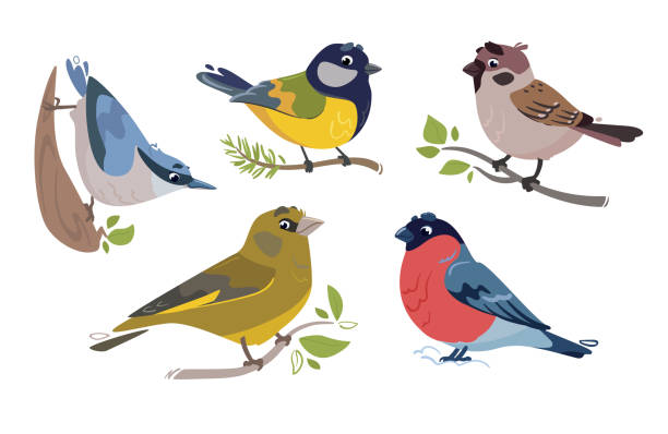 istock Birds vector illustration set. Sparrow, bullfinch, greenfinch, great tit, titmouse, nuthatch. Feathered characters. Cute prints in a flat style 1645225880