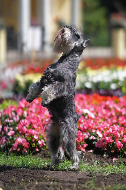istock Active salt and pepper Miniature Schnauzer dog with cropped ears and a docked tail posing outdoors standing up on its back legs on a green grass near a flowerbed with pink Begonia flowers in summer 1645231359