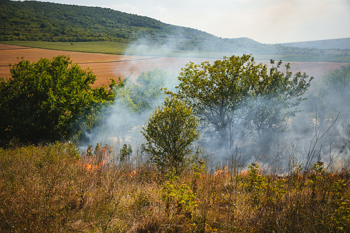 Fire flame destroying dry grass and tree branches along the road.