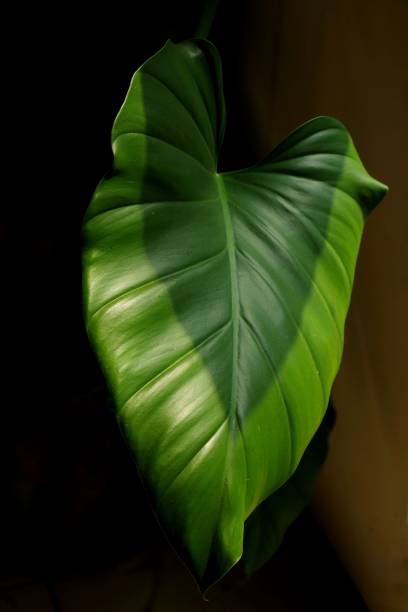 istock Philodendron with heart leaves exposed to light against a dark background, glowing beautiful green 1645247435