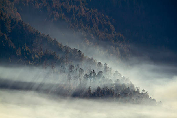 fir tree forest in low middle range mountain, Vosges, France