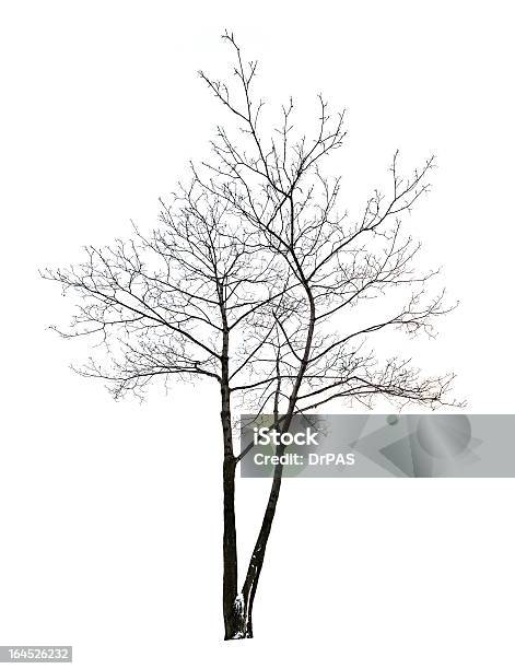 Isoliert Auf Weiss Kahler Ahorn Stockfoto und mehr Bilder von Ahorn - Ahorn, Ast - Pflanzenbestandteil, Baum