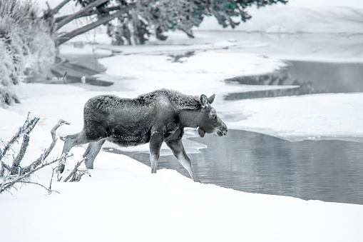 Bull moose entering snowy river in the Yellowstone Ecosystem in western USA of North America. Nearest cities are Gardiner, Cooke City, Bozeman, Billings Montana, Salt Lake City, Utah, Denver, Colorado, Jackson and Cody, Wyoming. Antlers have been shed and new ones are starting to grow.