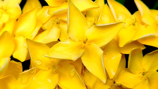 photo of yellow flowers  as wallpaper