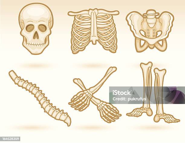 骨 - 骨盤のベクターアート素材や画像を多数ご用意 - 骨盤, イラストレーション, ヘルスケアと医療