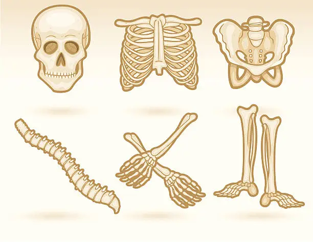 Vector illustration of Bones